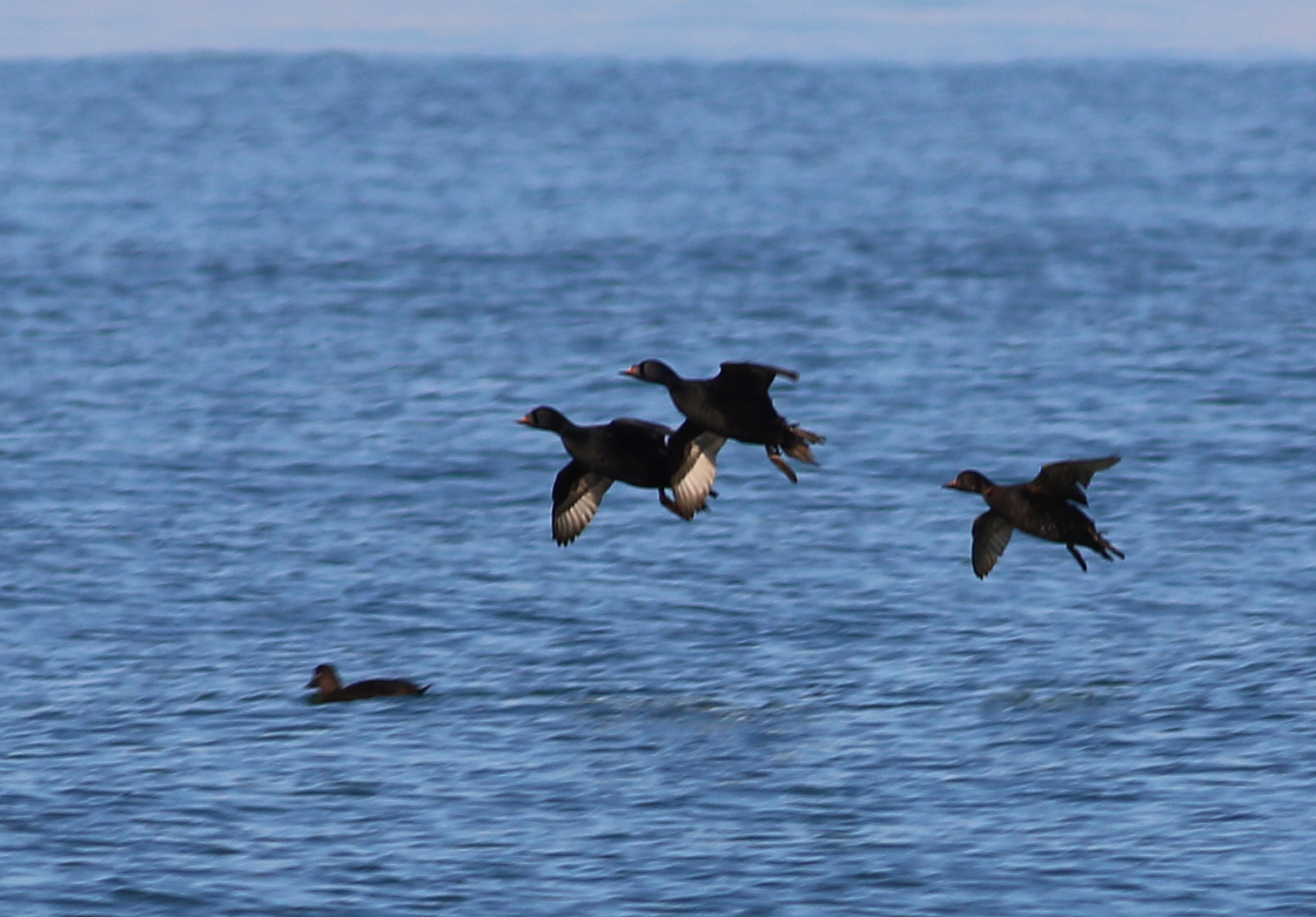 Common Scoter